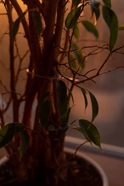 Akşam güneşinde koyu yeşil bahar yaprakları.