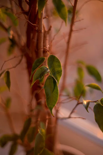 Akşam güneşinde koyu yeşil bahar yaprakları.