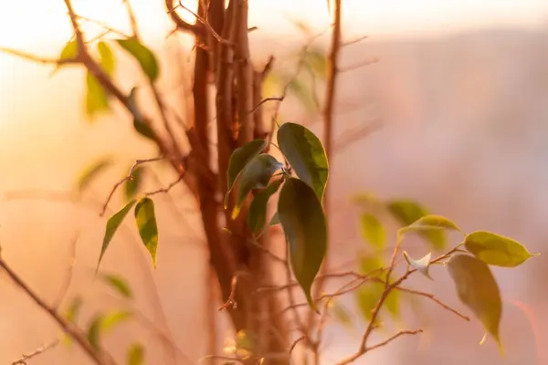 Akşam güneşinde koyu yeşil bahar yaprakları.
