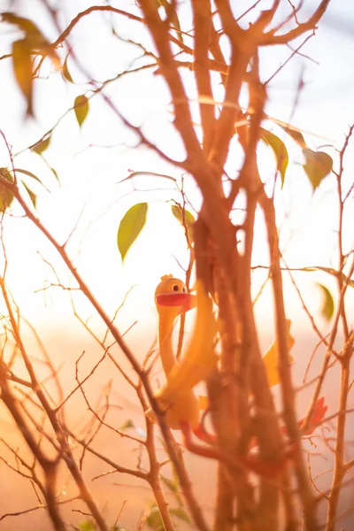Akşam güneşinde koyu yeşil bahar yaprakları.