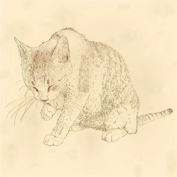 Kendini damat kedi