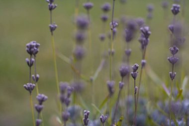 Bölgede lavanta alanı
