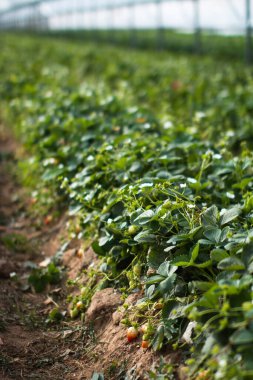 Arkadaki serada yeşil çilekler var.