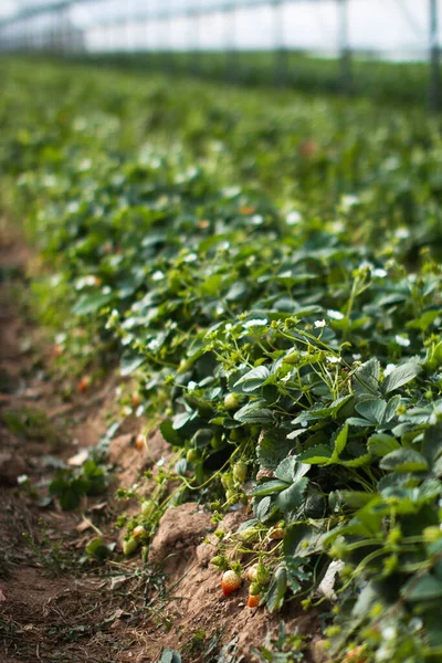 Arkadaki serada yeşil çilekler var.