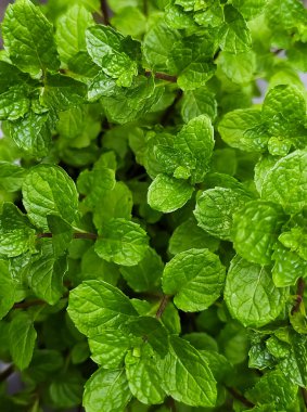 Naneli puthina bitkisi sebze bahçesi