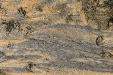 Tropikal kum kumsalı arka planında uzun kumsal mavi okyanus ve gökyüzü ufku Hindistan kerala varkala mercanlar ve deniz kabukları deniz hayvanları ve yumuşakçalar insan ayak izi ile siyah ve alüvyon kum