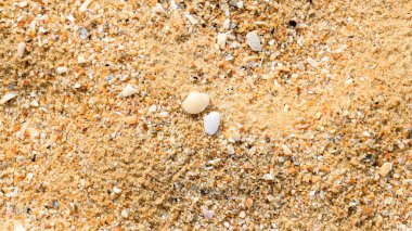 Kum plajı zemininde mercanlar, deniz kabukları ve deniz hayvanları ve yumuşakçalar var.