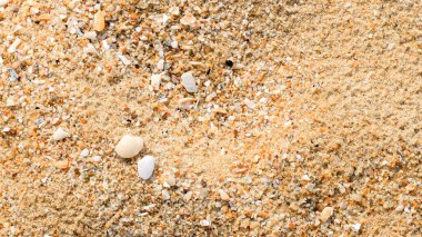 Kum plajı zemininde mercanlar, deniz kabukları ve deniz hayvanları ve yumuşakçalar var.