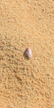 Kum plajı zemininde mercanlar, deniz kabukları ve deniz hayvanları ve yumuşakçalar var.