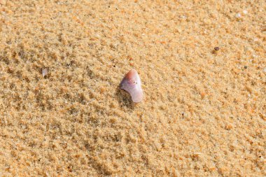 Kum plajı zemininde mercanlar, deniz kabukları ve deniz hayvanları ve yumuşakçalar var.