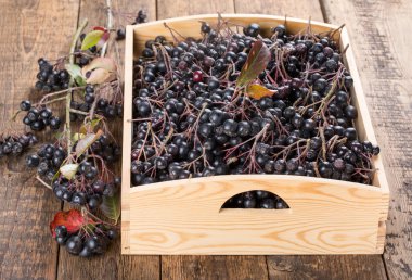 Siyah boğaz (Aronia melanocarpa)