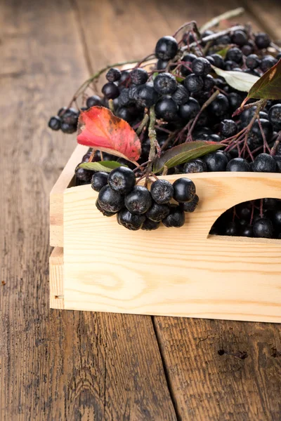 Chokeberry nero (Aronia melanocarpa) — Foto Stock