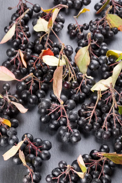 Černé chokeberry (Aronia melanocarpa) — Stock fotografie