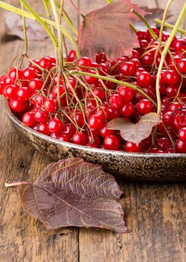 Kırmızı guelder gül meyveleri ( viburnum opulus ) 