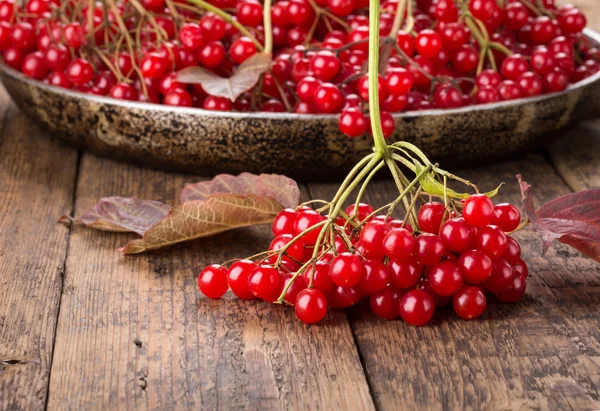 Rote Drosselbeeren (viburnum opulus) ) — Stockfoto