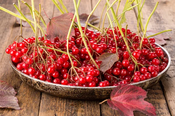 Rote Drosselbeeren (viburnum opulus) ) — Stockfoto