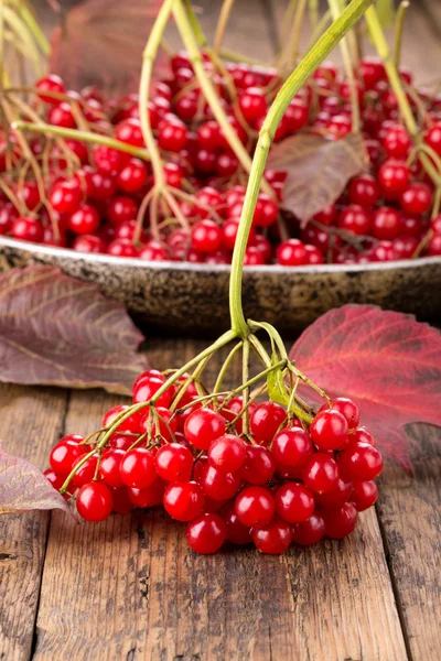 Kırmızı guelder gül meyveleri ( viburnum opulus ) 