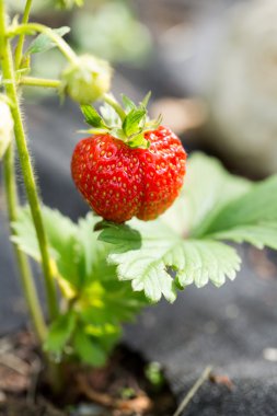 Bir bahçe yatakta olgun çilek. 