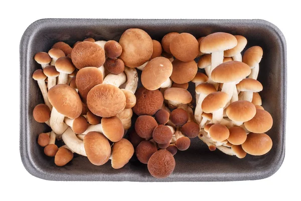 Taze kavak mantarları veya kadife pioppini mantarları (Cyclocybe aegerita) beyaz arka planda izole edilmiş köpük yemek tepsisi üzerinde. Üst görünüm.