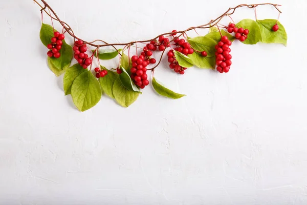 Schisandra Chinensis Vagy Ízű Bogyó Friss Piros Érett Bogyók Fehér — Stock Fotó