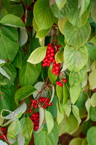 Schisandra Chinensis Nebo Pět Příchutí Bobule Větvi Čerstvé Červené Zralé — Stock fotografie