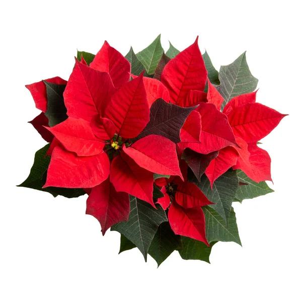 Κόκκινο Γλάστρα Λουλούδι Poinsettia Απομονώνονται Λευκό Χριστουγεννιάτικο Λουλούδι Άνω Όψη — Φωτογραφία Αρχείου