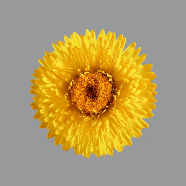 Gros Plan Fleur Éternelle Immortelle Jaune Helichrysum Bracteatum Isolé Sur — Photo