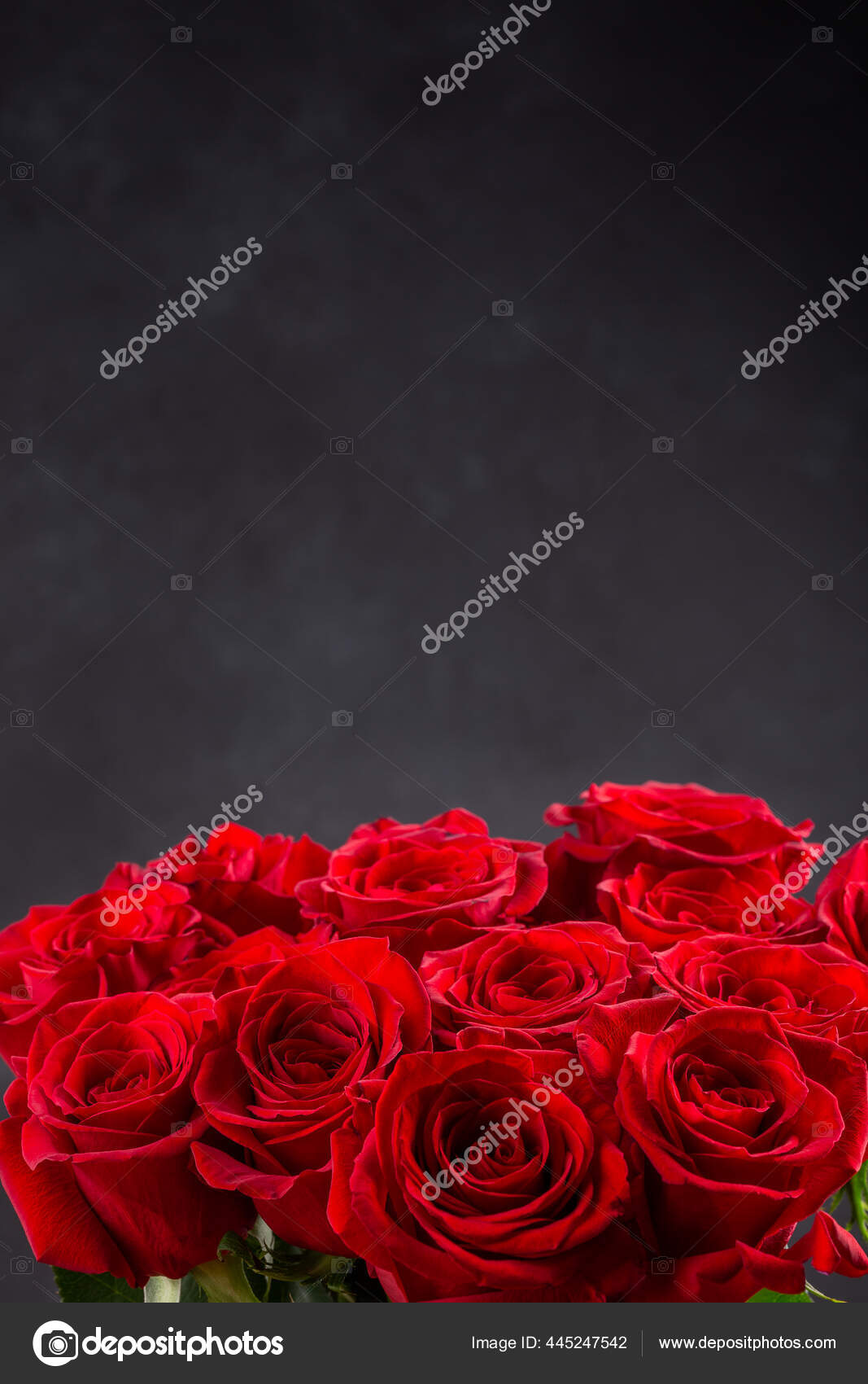 Rose Flowers With Black Background