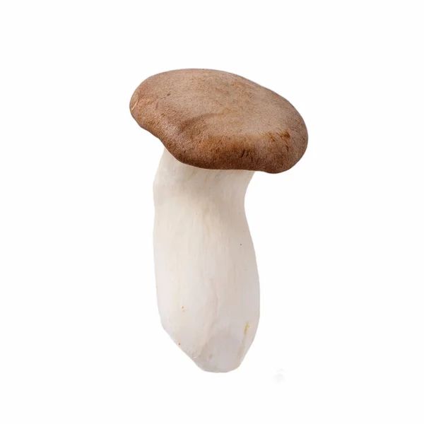 Pleurotus Eryngii Cogumelo Rei Ostra Trombetas Rei Cogumelo Comestível Cru — Fotografia de Stock