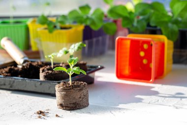Turba tabletlerinde taze domates filizleri. Bahçe konsepti.