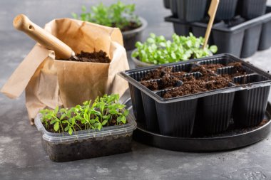 Dalış çiçekleri ayrı ayrı kaplarda filizlenir. Aster tohumları topluyor. Filiz nakli. Bahar zamanı, bahçe konsepti..