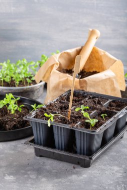 Dalış çiçekleri ayrı ayrı kaplarda filizlenir. Aster tohumları topluyor. Filiz nakli. Bahar zamanı, bahçe konsepti. Boşluğu kopyala.