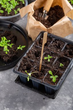 Dalış çiçekleri ayrı ayrı kaplarda filizlenir. Aster tohumları topluyor. Filiz nakli. Bahar zamanı, bahçe konsepti..