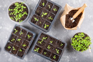Dalış çiçekleri ayrı ayrı kaplarda filizlenir. Aster tohumları topluyor. Filiz nakli. Bahar zamanı, bahçe konsepti. Üst görünüm.