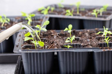 Dalış çiçekleri ayrı ayrı kaplarda filizlenir. Aster tohumları topluyor. Filiz nakli. Bahar zamanı, bahçe konsepti..