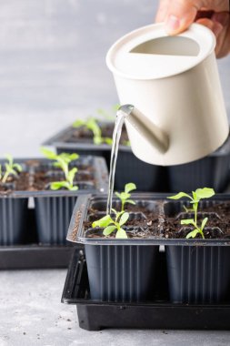 Dalış çiçekleri ayrı ayrı kaplarda filizlenir. Aster tohumları topluyor. Filiz nakli. Bahar zamanı, bahçe konsepti..