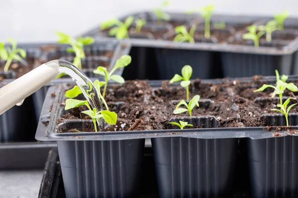 Dalış çiçekleri ayrı ayrı kaplarda filizlenir. Aster tohumları topluyor. Filiz nakli. Bahar zamanı, bahçe konsepti..