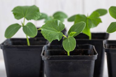 Beyaz arka planda siyah saksılarda salatalık fideleri. Bahçe konsepti.