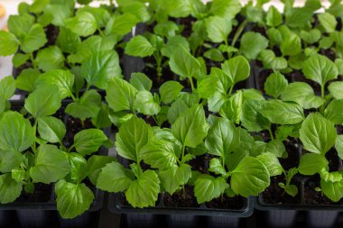 Beyaz arka planda siyah tepside Aster çiçeği fideleri. Bahar zamanı, bahçe konsepti..