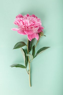 Açık yeşil arka planda güzel pembe şakayık. Düz konum, üst görünüm, kopyalama alanı.