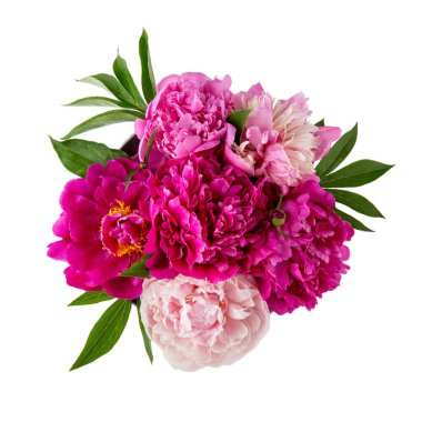 Beyaz üzerine izole edilmiş şakayık çiçeklerinin küresel bileşimi. Güzel bir buket pembe şakayık. Kapat, üst görünüm. 