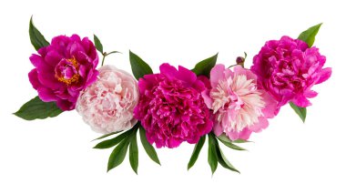 Beyaz üzerine izole edilmiş şakayık çiçeklerinin çizgi kompozisyonu. Güzel pembe şakayık çelenkleri. Kapat, üst görünüm. 