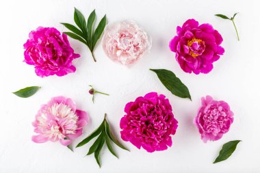 Beyaz arka planda yaprakları dağılmış şakayık çiçekli başları. Yaklaş, üstten bak, düz yat.. 