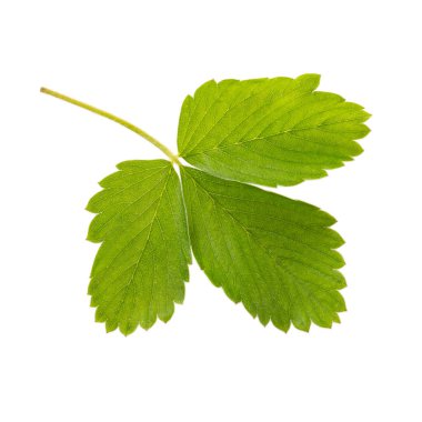 Beyaz arka planda yeşil çilek yaprağı var. Yakın plan..