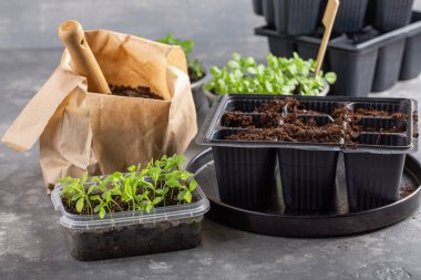 Dalış çiçekleri ayrı ayrı kaplarda filizlenir. Aster tohumları topluyor. Filiz nakli. Bahar zamanı, bahçe konsepti..