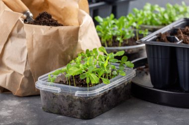 Dalış çiçekleri ayrı ayrı kaplarda filizlenir. Aster tohumları topluyor. Filiz nakli. Bahar zamanı, bahçe konsepti..