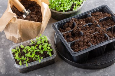 Dalış çiçekleri ayrı ayrı kaplarda filizlenir. Aster tohumları topluyor. Filiz nakli. Bahar zamanı, bahçe konsepti..