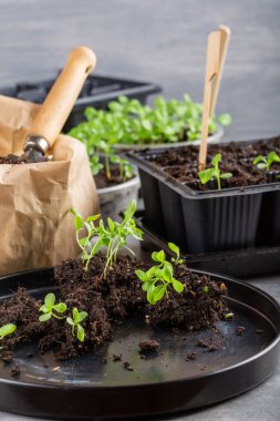 Dalış çiçekleri ayrı ayrı kaplarda filizlenir. Aster tohumları topluyor. Filiz nakli. Bahar zamanı, bahçe konsepti..