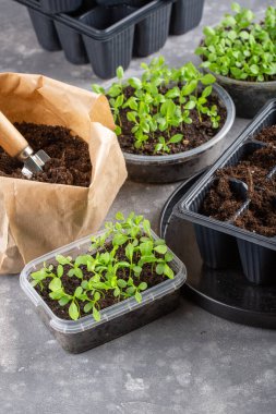 Dalış çiçekleri ayrı ayrı kaplarda filizlenir. Aster tohumları topluyor. Filiz nakli. Bahar zamanı, bahçe konsepti..
