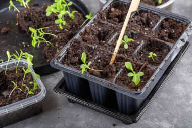 Dalış çiçekleri ayrı ayrı kaplarda filizlenir. Aster tohumları topluyor. Filiz nakli. Bahar zamanı, bahçe konsepti..